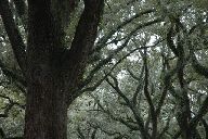 blvd-oak.jpg