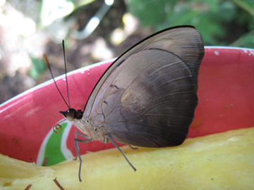 Catonephele Numilia