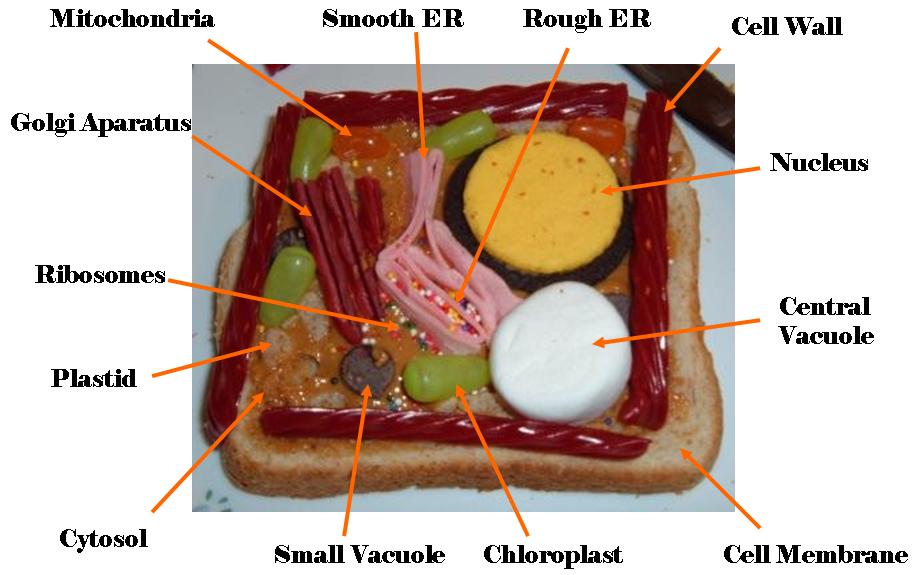 Candy Cell Labeled. Test plant cell model