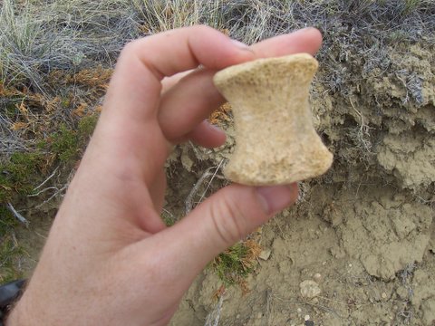 Fossil Vertebrae