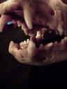 Broken bottom canine teeth.