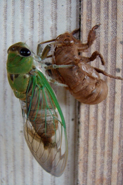 Australian Insects Identification