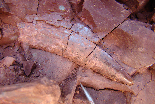 Dimetrodon fang