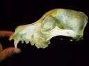 Mystery skeleton upper jaw.