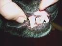 Millie’s worn teeth.