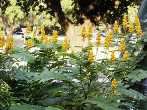 cassia-alata-cockrell-demonstration-garden