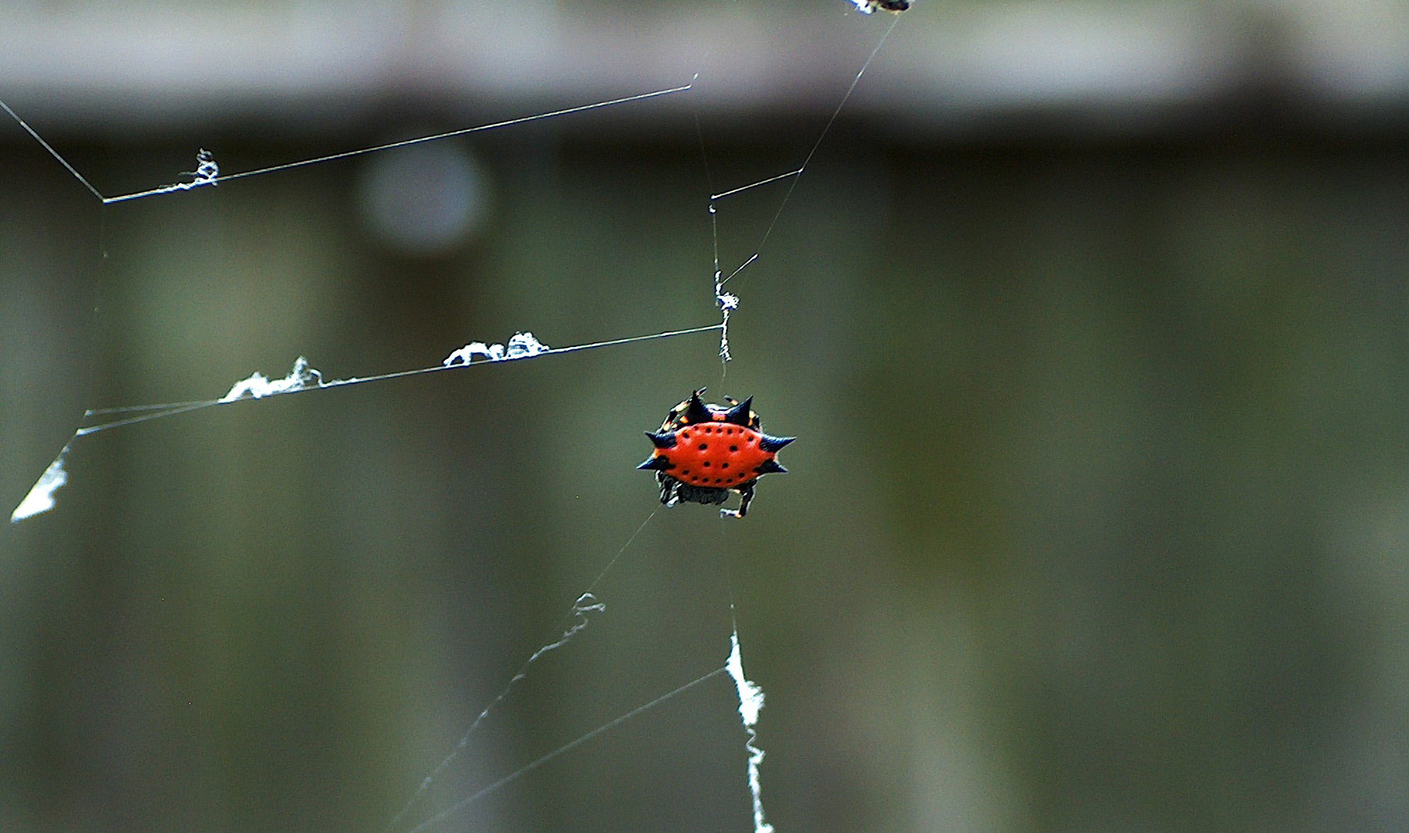 Banana Spider BEYONDbones