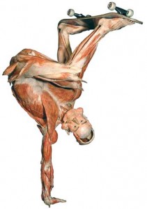 The Skateboarder on display at Body Worlds 2.