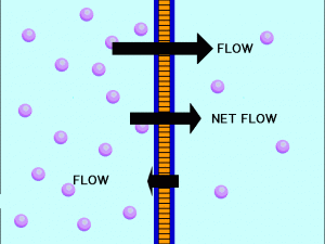 Diffusion with Flow Arrows