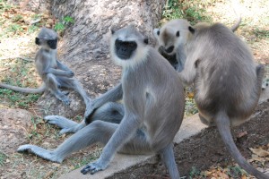 Langur family