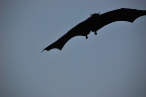 Flying fox