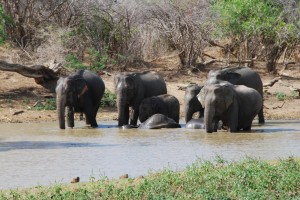 Elephants bathing at Yala National Park
