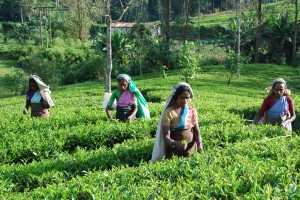 Picking tea