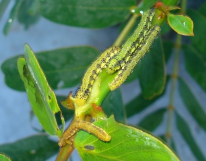 Cassia Plant