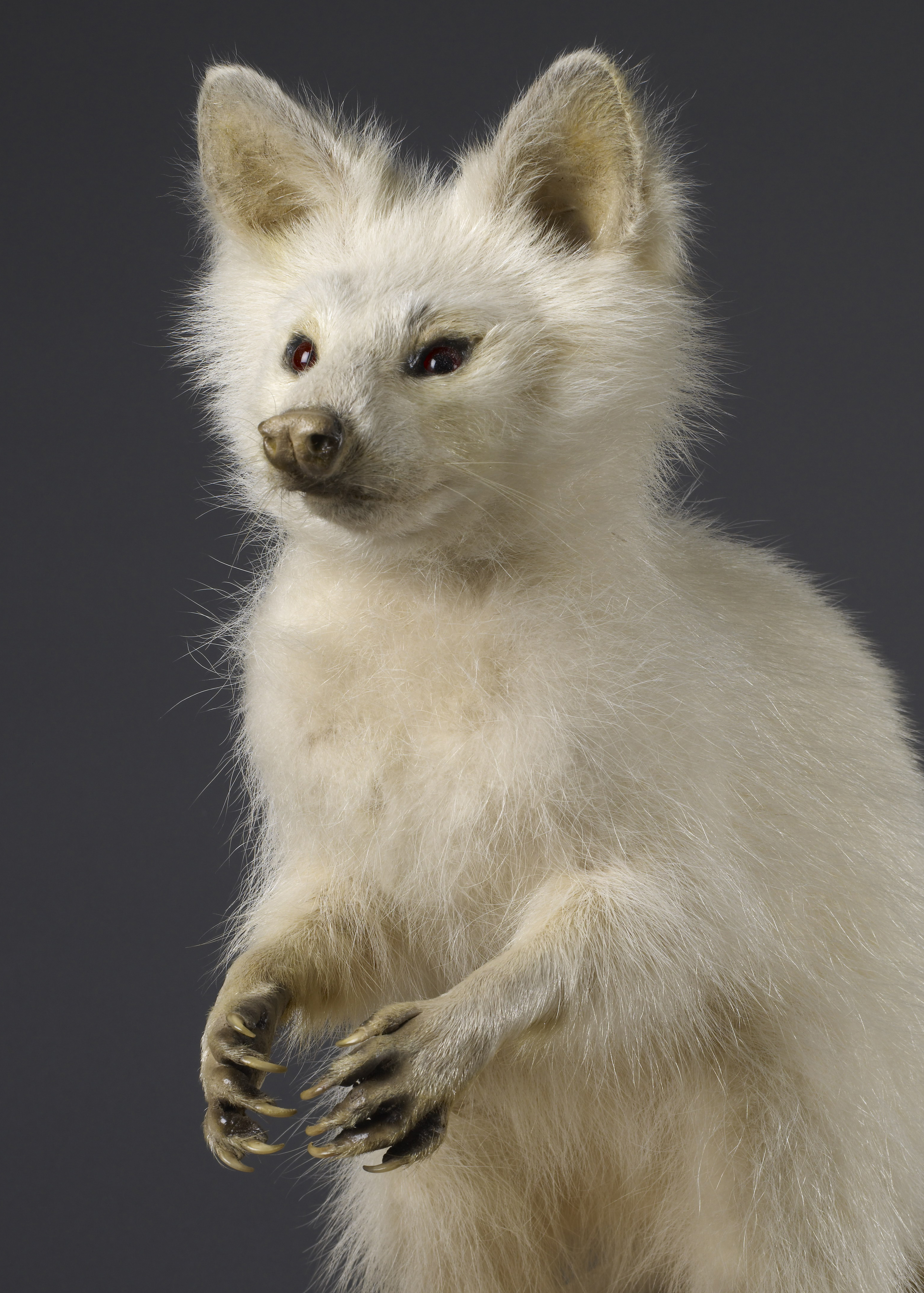 100 Years 100 Objects Albino Raccoon BEYONDbones