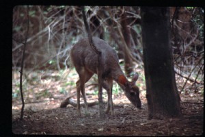 Brown Brocket (photo by D.M. Brooks)