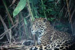 Jaguar (photo by D.M. Brooks)