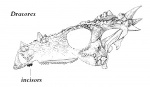 dragonhed3