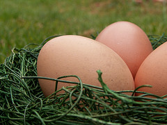 eggs