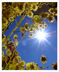 yellow-sunlight-2