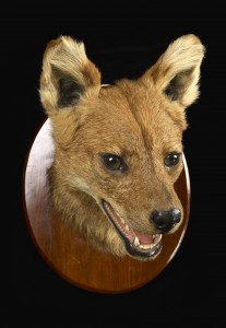 Asian Dhole