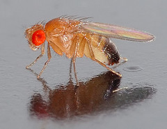fruit-fly
