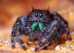 jumping-spider-2