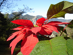 poinsettia
