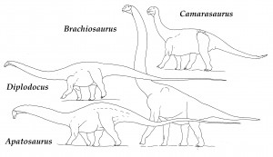 perbedaan brachiosaurus dan brontosaurus