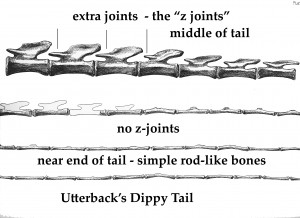 dippy skeleton