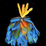 Kayapo Mekragnoti headdress