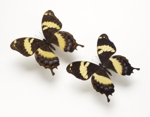 Homerus Swallowtail Butterfly