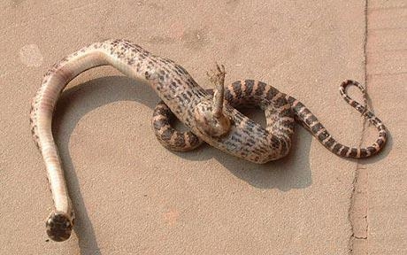 snake