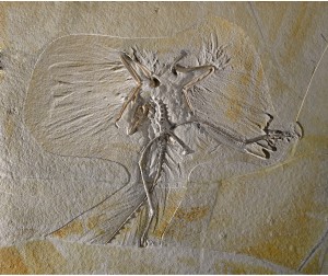 MNS-fossil-cropped-300x252.jpg
