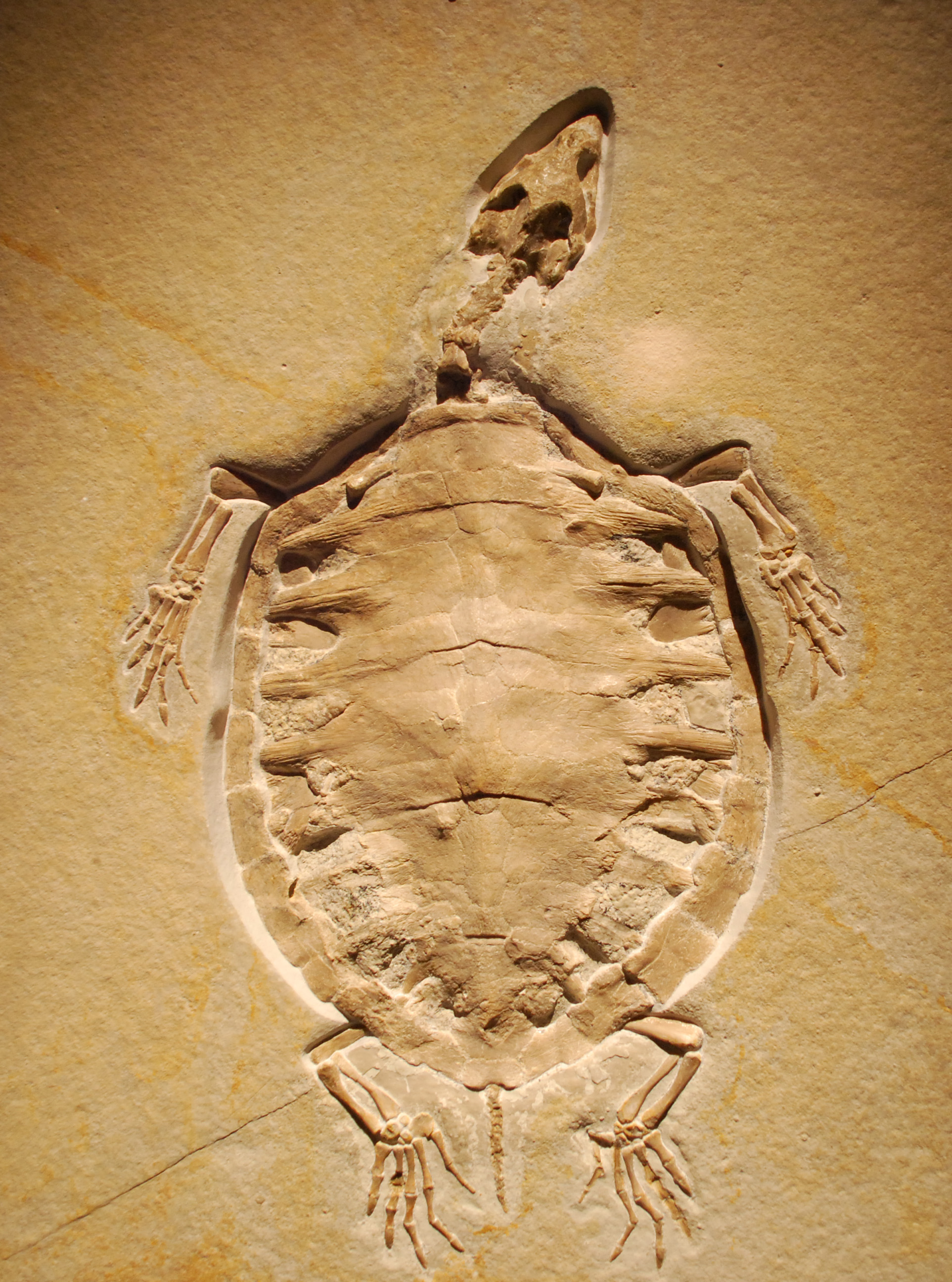 The Formation and Preservation of the Solnhofen Fossils | BEYONDbones