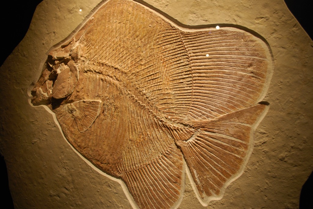 The Formation and Preservation of the Solnhofen Fossils BEYONDbones