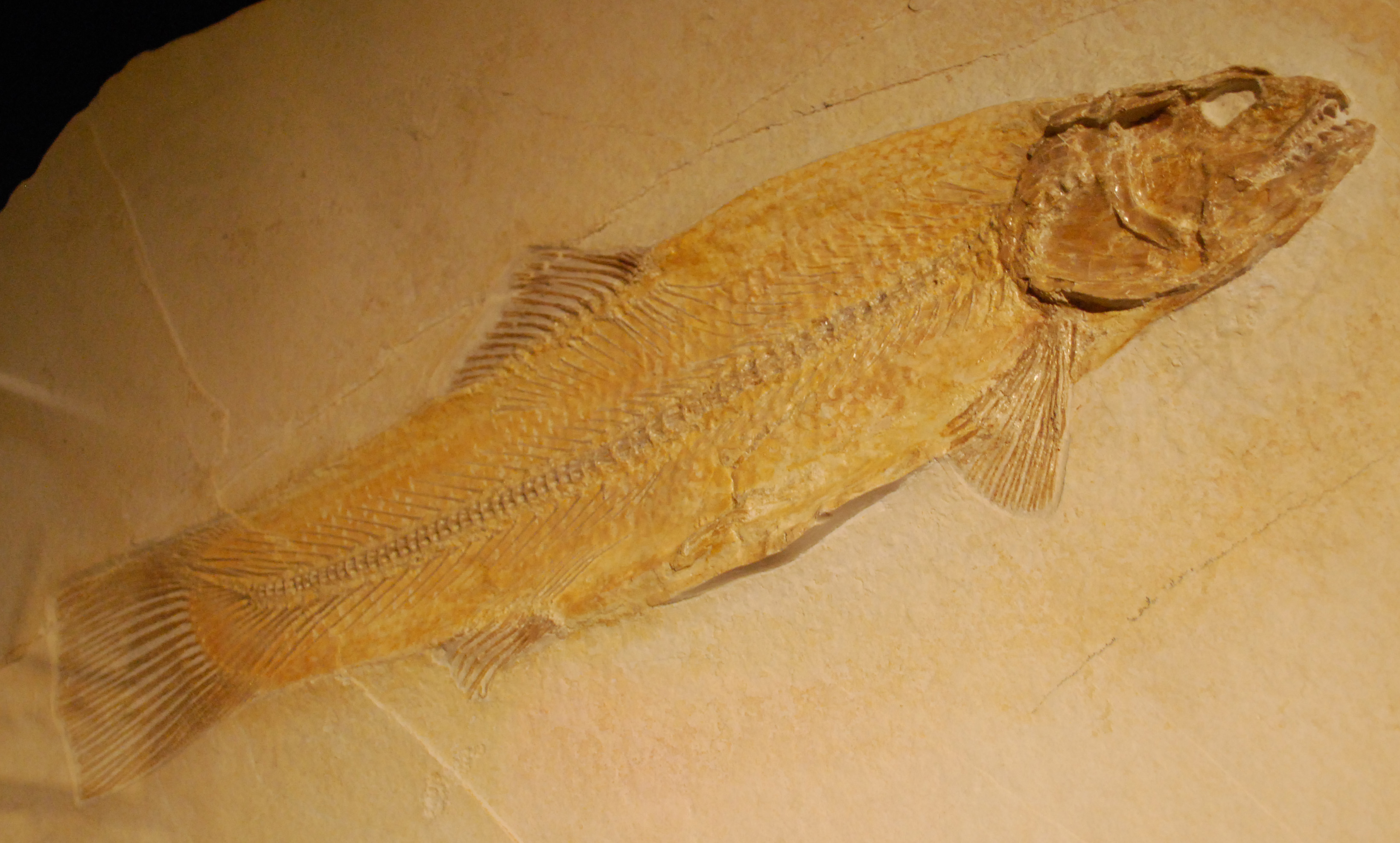 The Formation and Preservation of the Solnhofen Fossils BEYONDbones