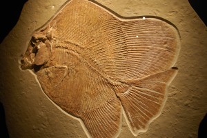 Solnholfen fish
