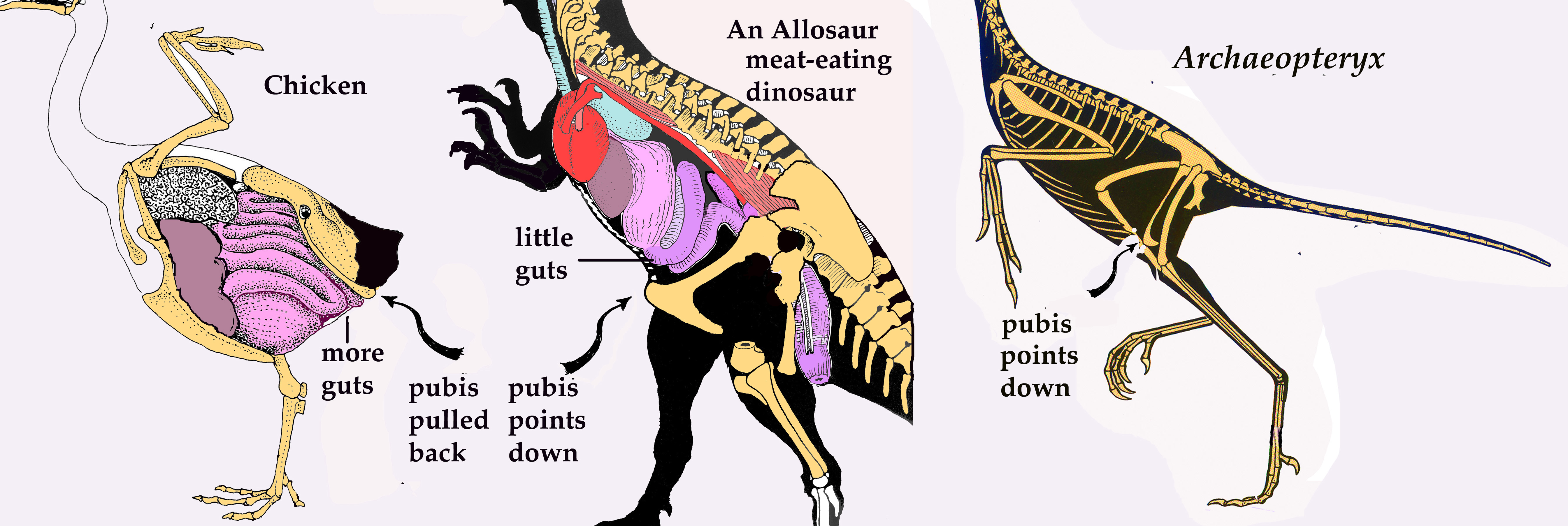 archaeopteryx skeleton