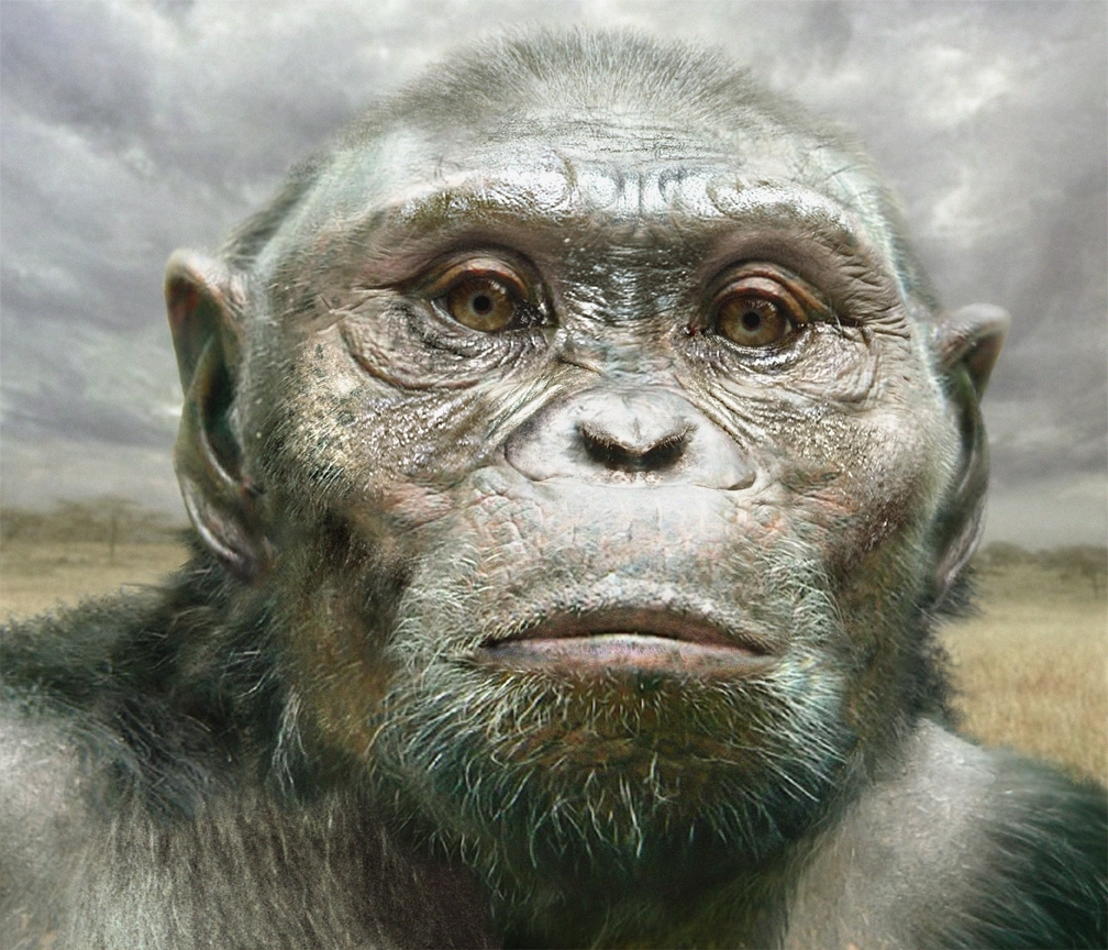 Paleoanthropology On Twitter Australopithecus Afarensis By