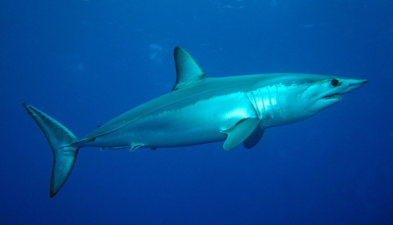 Mako Shark Pictures 120