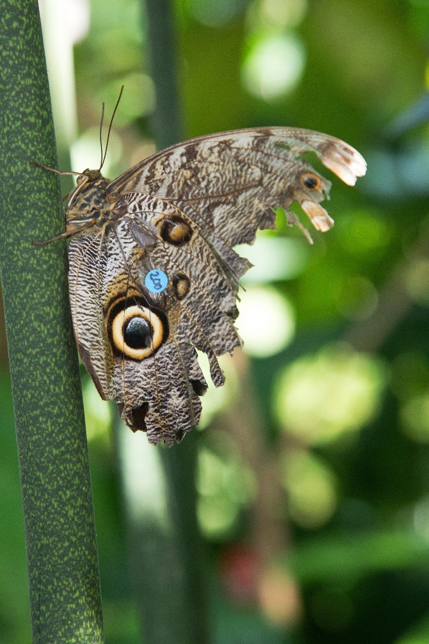 butterfly butterflies answers gives data center days laventure bob courtesy