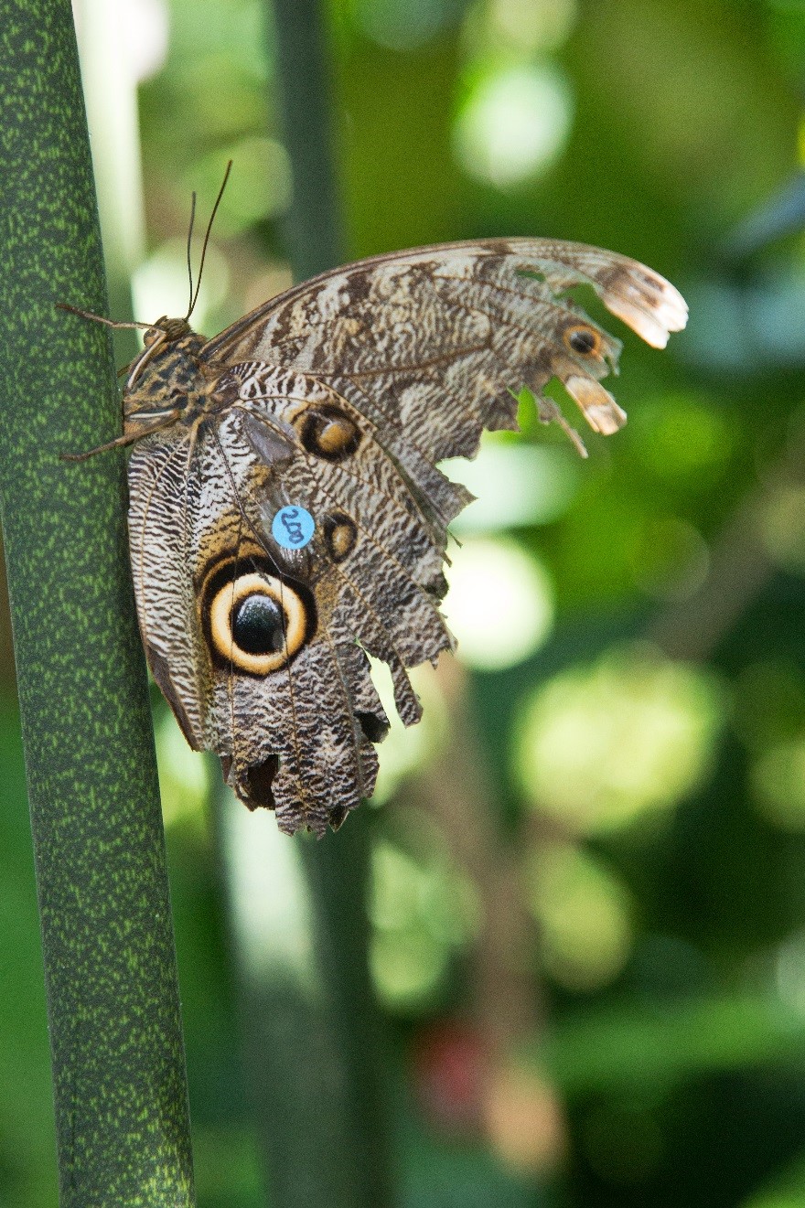 How Long Do Butterflies Live New Data From The Butterfly Center Gives 