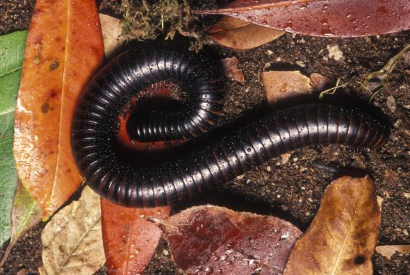 H_orig_millipede