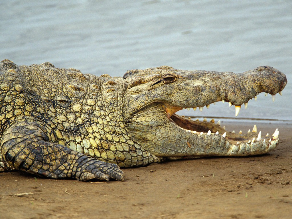 nile_crocodile