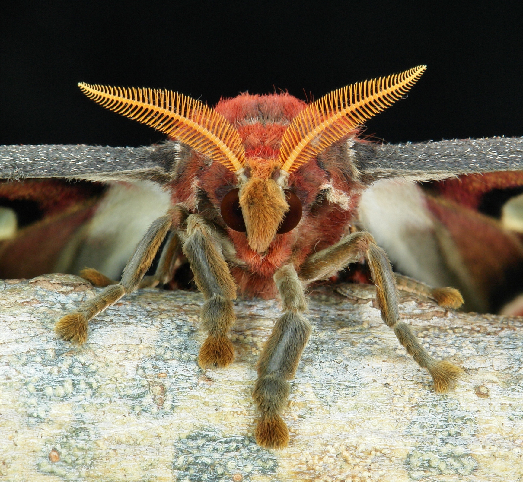 Atlas Moth Face Atlas Moth Face