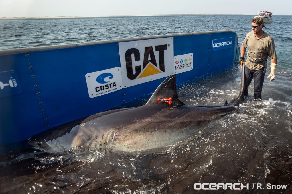 130820_OCEARCH_0287-web