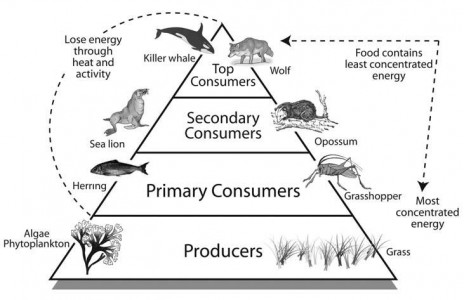 Food chains link the creatures of coastal ecology | BEYONDbones