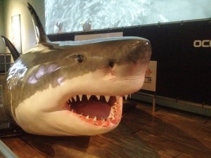 Shark- Great White2 (2)