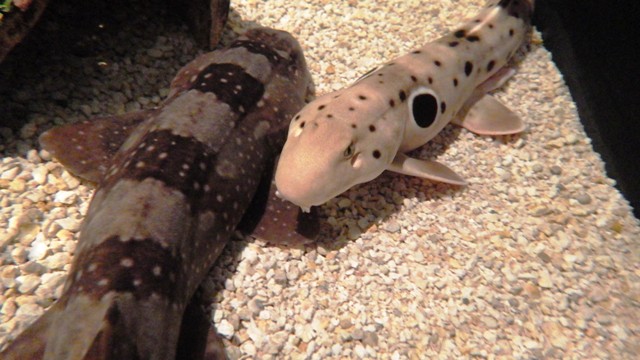 Shark- Touch Tank 2 (2)